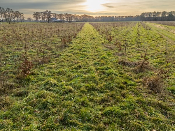 Medium property photo - Koninksweg 3C, 7065 AD Sinderen